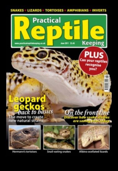 Reptile Runners Continuare: Mai multe accesorii la modă pentru partenerul tău Scaley